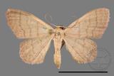 ǦW:Scopula mecysma