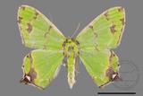 ǦW:Agathia lycaenaria