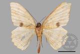 ǦW:Luxiaria mitorrhaphes