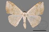 ǦW:Somatina plynusaria