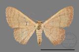 ǦW:Scopula mecysma