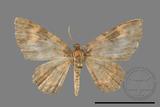 ǦW:Hydrelia bicolorata