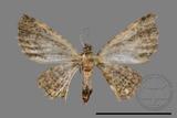 ǦW:Gymnoscelis sp.