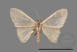 ǦW:Idaea sp.