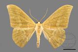 ǦW:Tanaorhinus formosanus