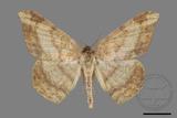 ǦW:Luxiaria amasa fasciosa