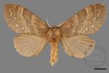 ǦW:Lasiocampidae