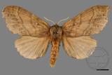 ǦW:Lasiocampidae