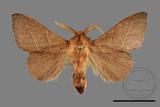 ǦW:Syrastrena sumatrana obliquilinea