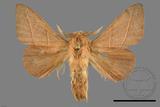 ǦW:Syrastrena sumatrana obliquilinea