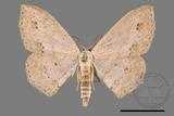 ǦW:Scopula formosana