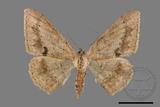 ǦW:Luxiaria mitorrhaphes