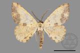 ǦW:Lophobates ochrolaria