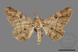 ǦW:Cleora repulsaria