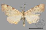 ǦW:Hypochrosis rufescens