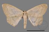 ǦW:Scopula sp.