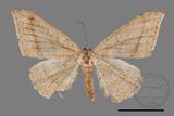 ǦW:Luxiaria mitorrhaphes