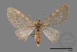 ǦW:Larentiinae sp.