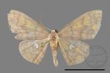 ǦW:Discoglypha locupletata