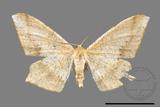 ǦW:Trigonoptila calidata