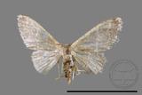 ǦW:Idaea sp.