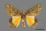 ǦW:Dindica polyphaenaris