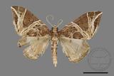 ǦW:Ecliptopera rectilinea kanshinensis