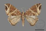 ǦW:Ecliptopera rectilinea kanshinensis