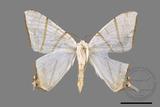 ǦW:Ourapteryx clara formosana