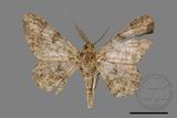 ǦW:Cleora repulsaria