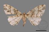 ǦW:Deileptenia rimosaria