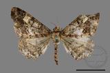 ǦW:Alcis taiwanovariegata