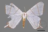 ǦW:Ourapteryx clara formosana