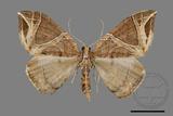 ǦW:Ecliptopera rectilinea kanshinensis