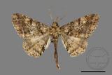 ǦW:Alcis taiwanovariegata