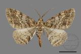 ǦW:Alcis taiwanovariegata