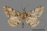 ǦW:Alcis taiwanovariegata