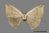 ǦW:Somatina plynusaria