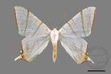 ǦW:Ourapteryx clara formosana