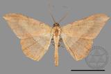 ǦW:Luxiaria mitorrhaphes