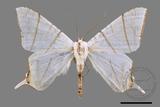 ǦW:Ourapteryx clara formosana