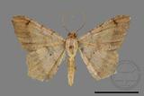 ǦW:Macaria abydata