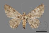 ǦW:Cleora repulsaria