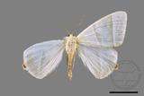 ǦW:Ourapteryx caecata