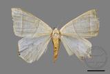 ǦW:Ourapteryx caecata