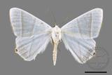 ǦW:Ourapteryx caecata