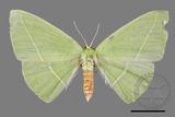 ǦW:Tanaoctenia haliaria