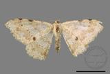 ǦW:Luxiaria costinota