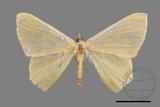 ǦW:Thalassodes immisarius opalinus