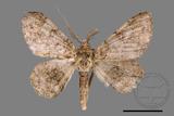 ǦW:Cleora repulsaria